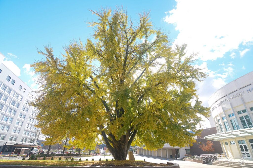 Photo of VBC's Ginkgo tree
