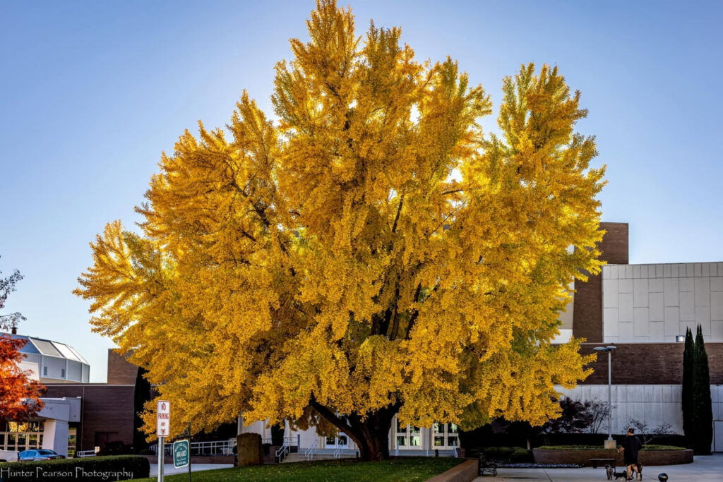 Image of the Von Braun Center Ginkgo Tree